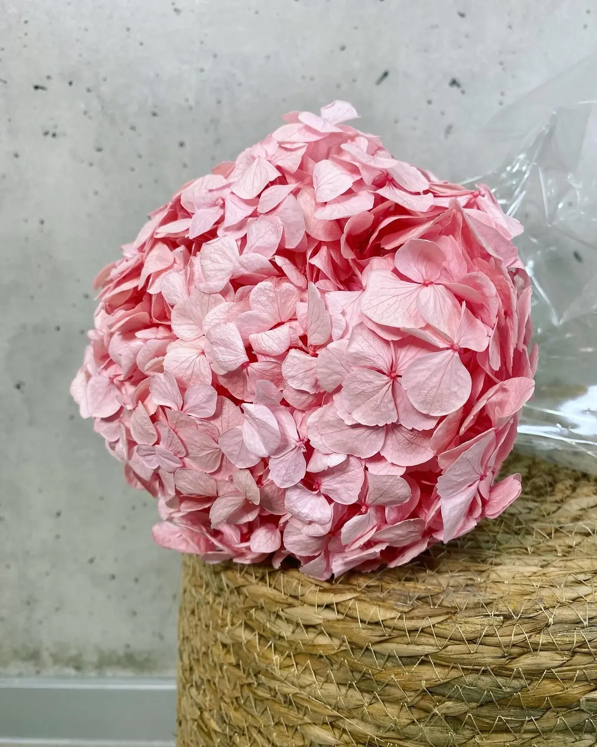 Hortensia Eterna