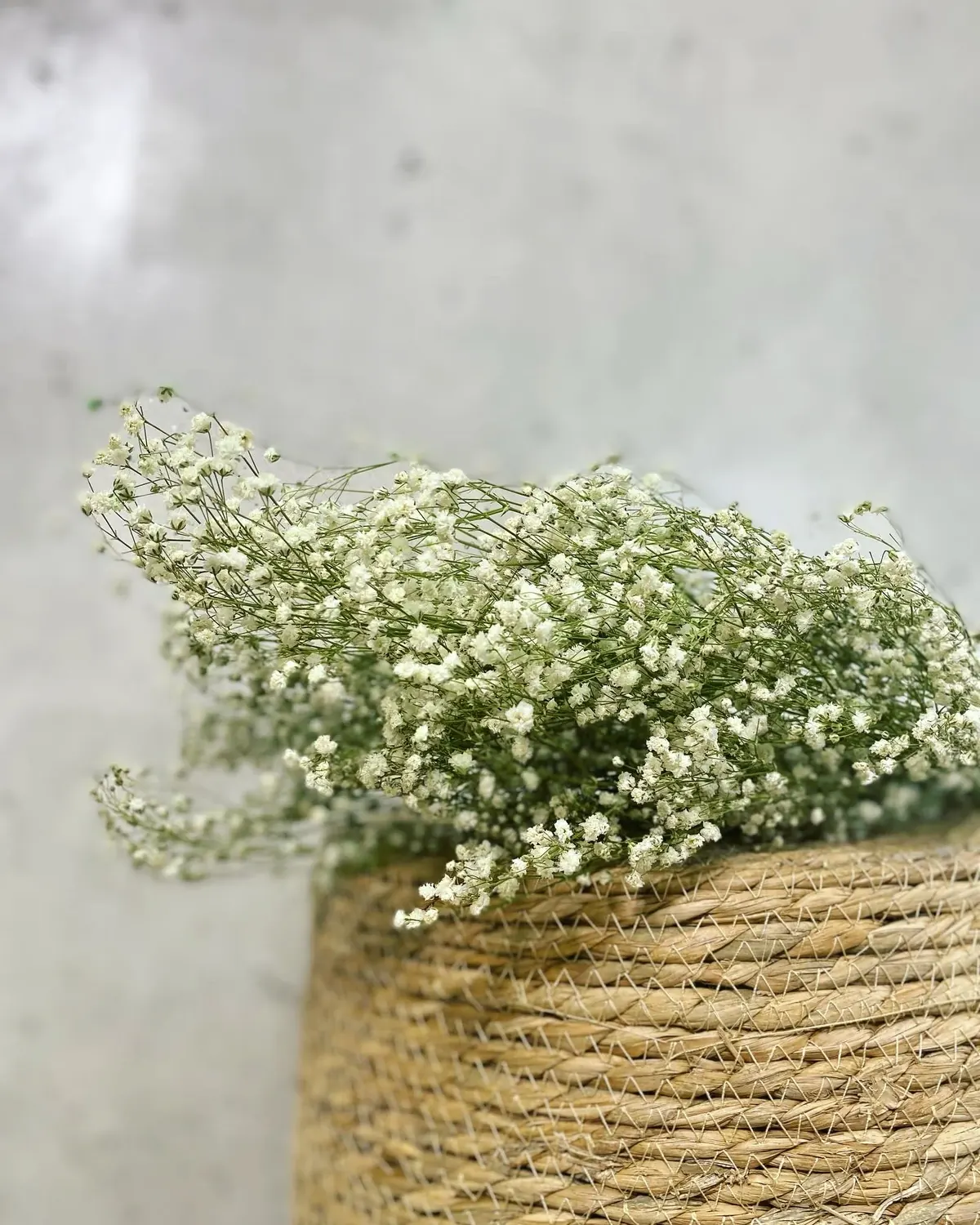 Paniculata preservada en el atelier